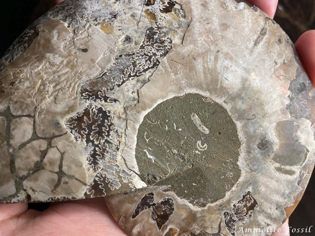 Agatized ammonite from Madagascar with Suture Marks