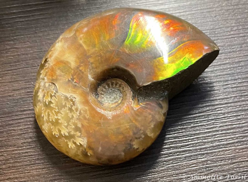ammolite fossil iridescent madagascar ammonite