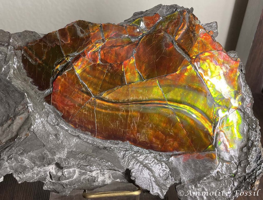 Ammolite Gemstone Fossil Specimen Chromatic Shift