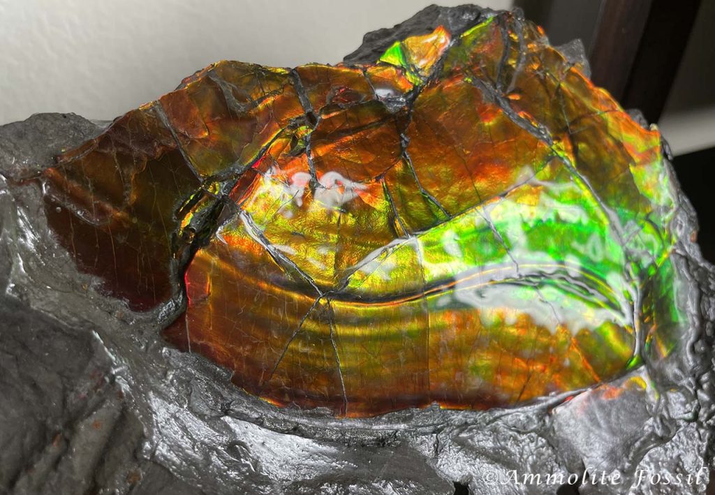 Ammolite Gemstone Fossil Specimen Chromatic Shift