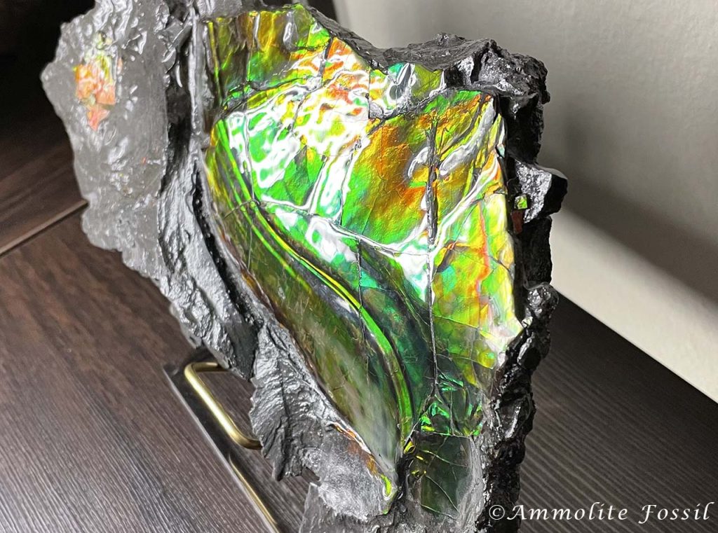 ammolite fossil dramatic dichromatic shift