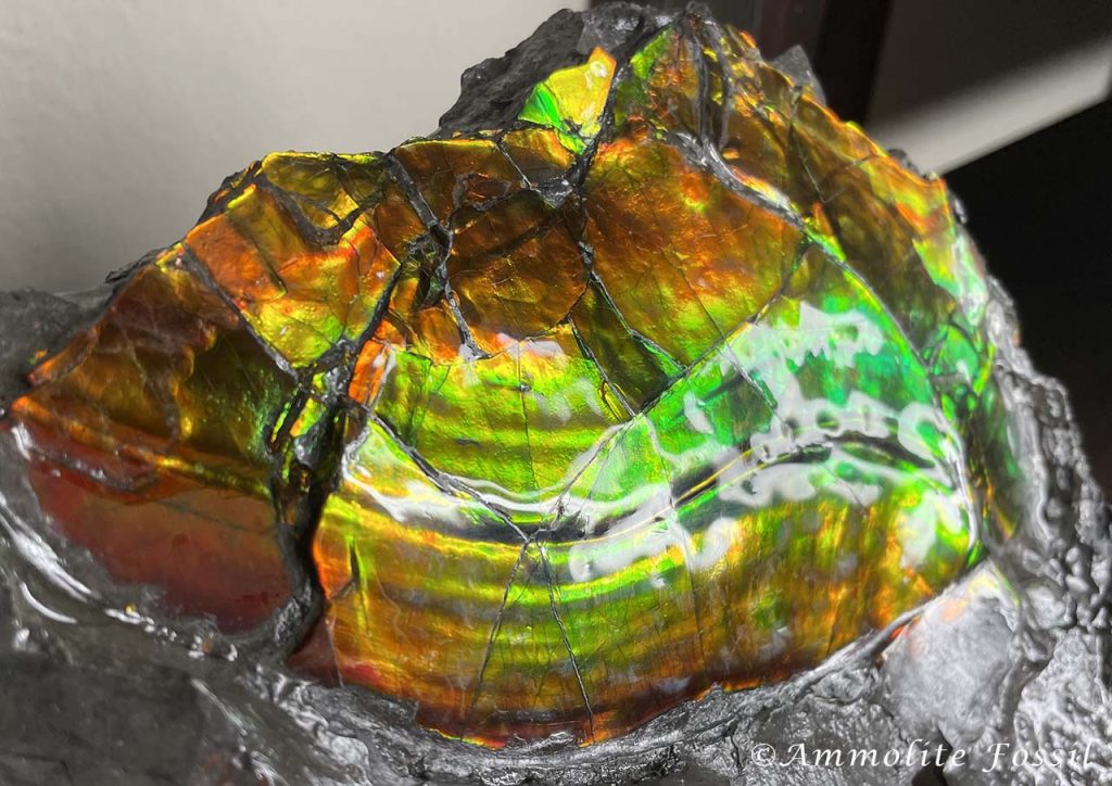 Ammolite Gemstone Fossil Specimen Chromatic Shift