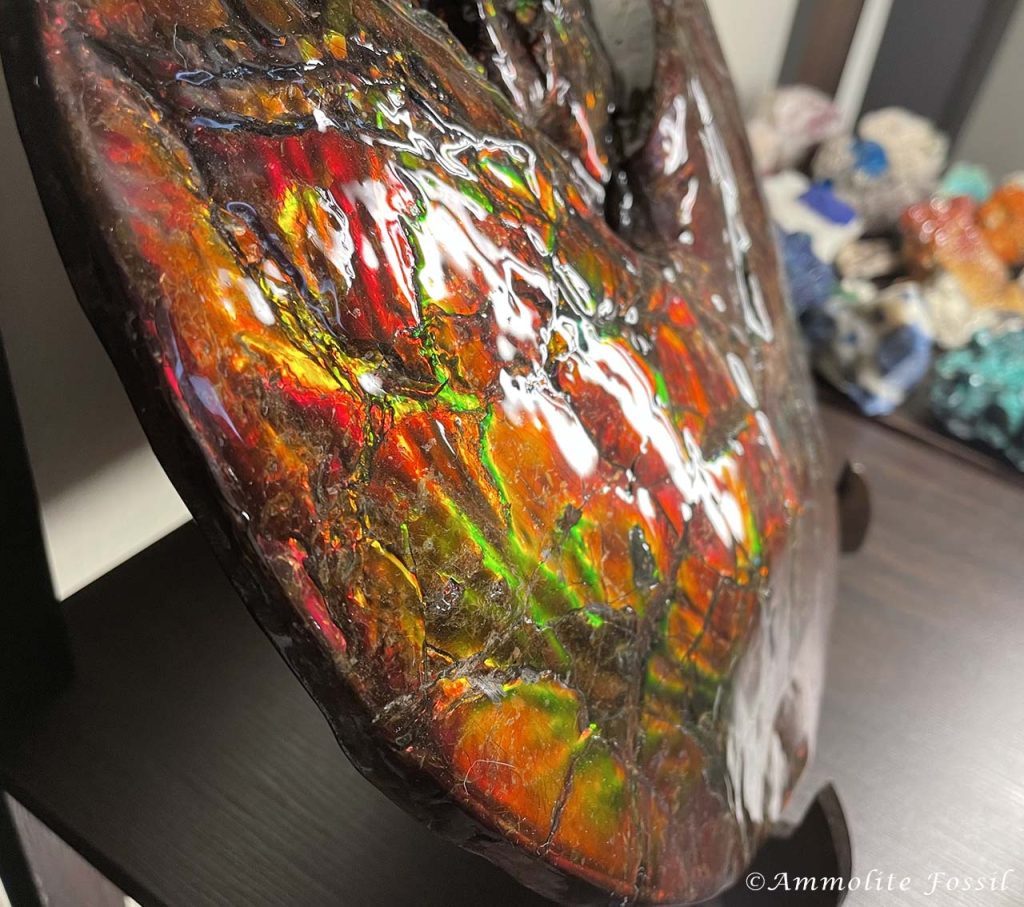 Canadian ammonite fossils ammolite vibrant iridescence