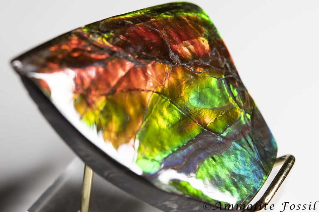 AA Grade ammolite gemstone hand-polished freeform cabochon many colors rare blue teal